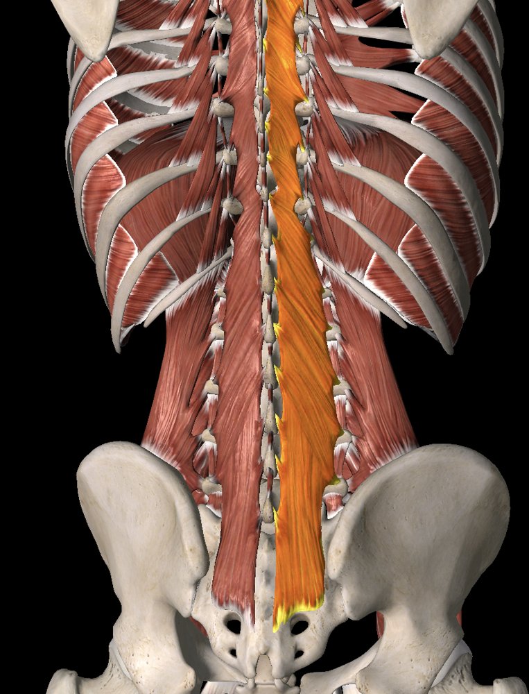 Back view of the spine, ribs, pelvis and the muscles that run along the spine